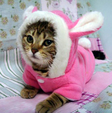 Pet Cat Clothes Mascotas Clothes