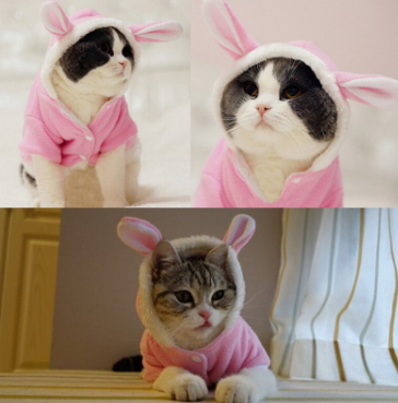 Pet Cat Clothes Mascotas Clothes