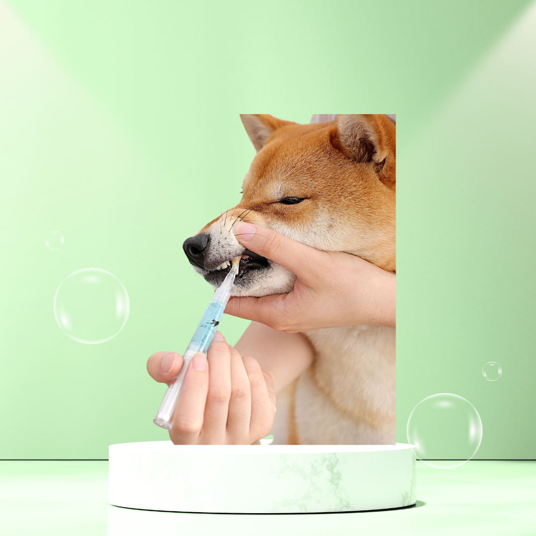 Pet Teeth Repairing Kit